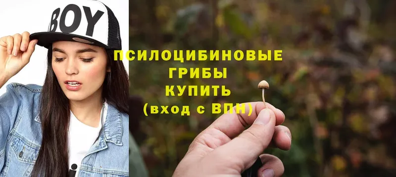 Галлюциногенные грибы Psilocybine cubensis  Ивдель 